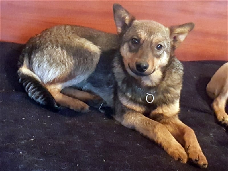 Levi ( * 02.2021 sucht ein tierliebes Zuhause