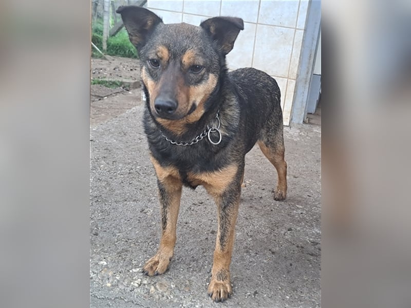 Levi ( * 02.2021 sucht ein tierliebes Zuhause