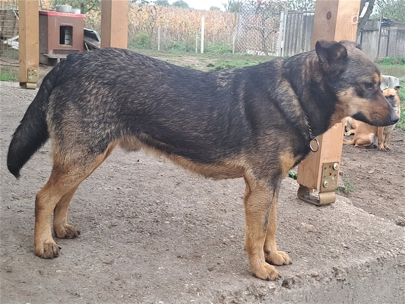 Levi ( * 02.2021 sucht ein tierliebes Zuhause
