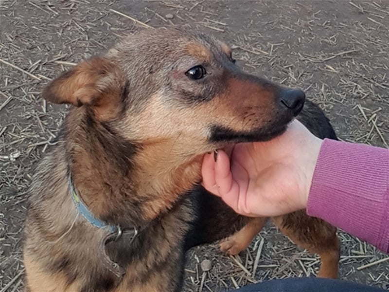 Levi ( * 02.2021 sucht ein tierliebes Zuhause