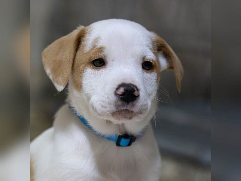 Toby