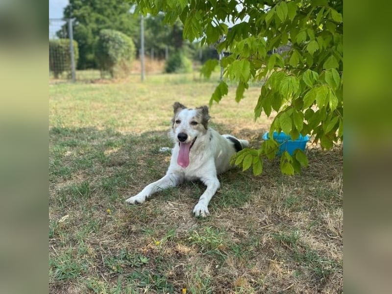 Fortunato