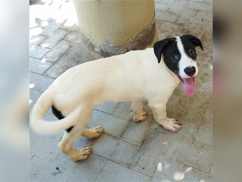 Max