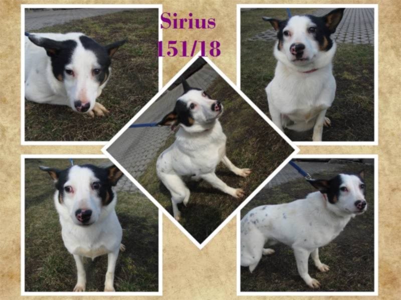 Sirius sucht seine Familie