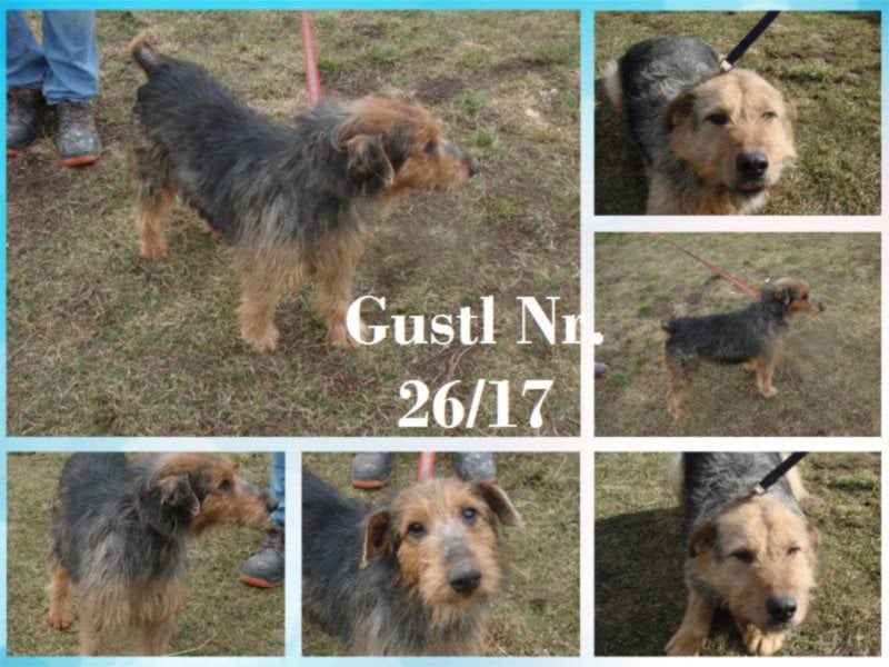 Gustl - freundlich, ruhig und offen