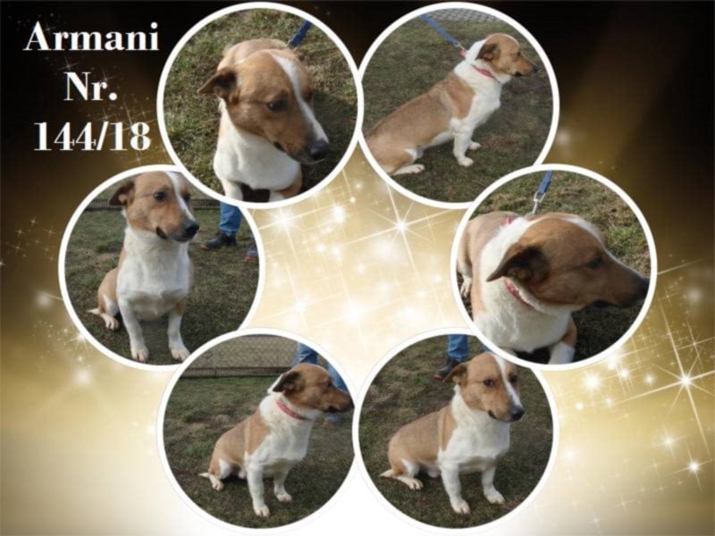 Armani sucht seine Familie