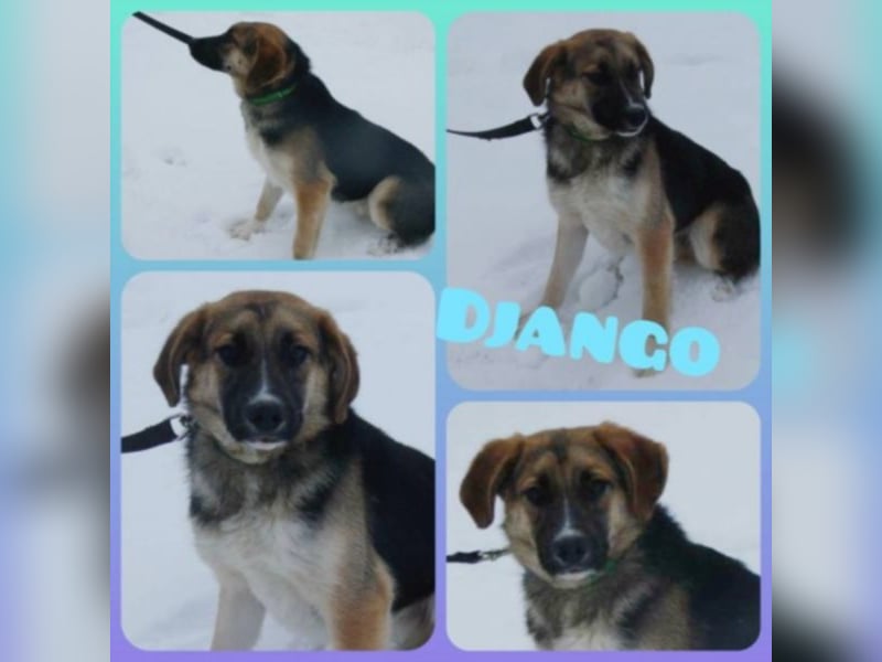 Wo findet der lieber, junger Django sein Zuhause für immer ??