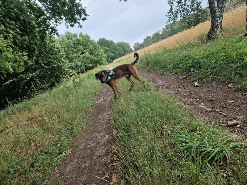 Hund abzugeben