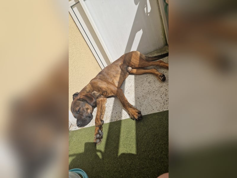 Hund abzugeben