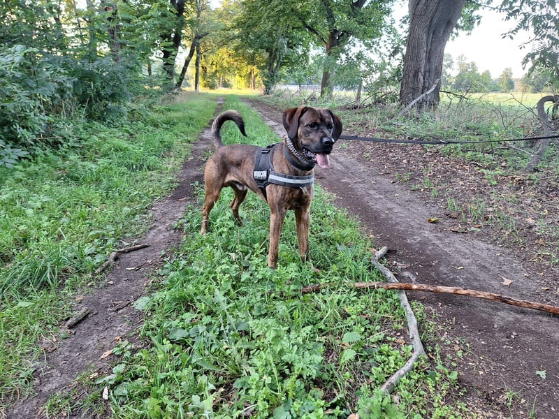 Hund abzugeben