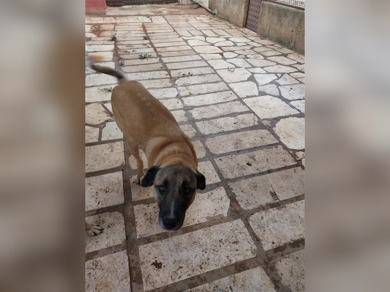 Akela sucht sein zu Hause