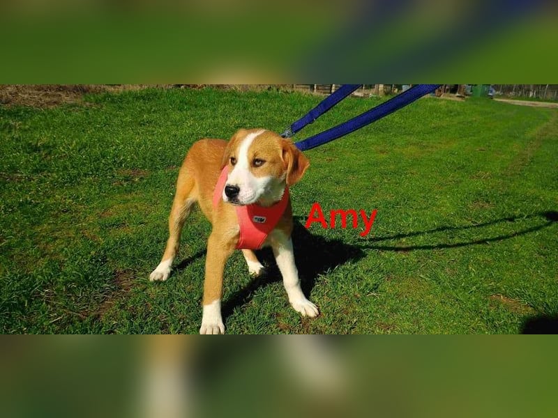 Amy geb. 11/2025 (GRC) - soziale + glückliche Maus sucht ihre eigene Familie!