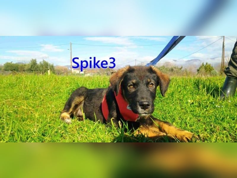 Spike3 geb. 11/2025 (GRC) - geselliges Hundebaby möchte in ein schönes Leben starten!