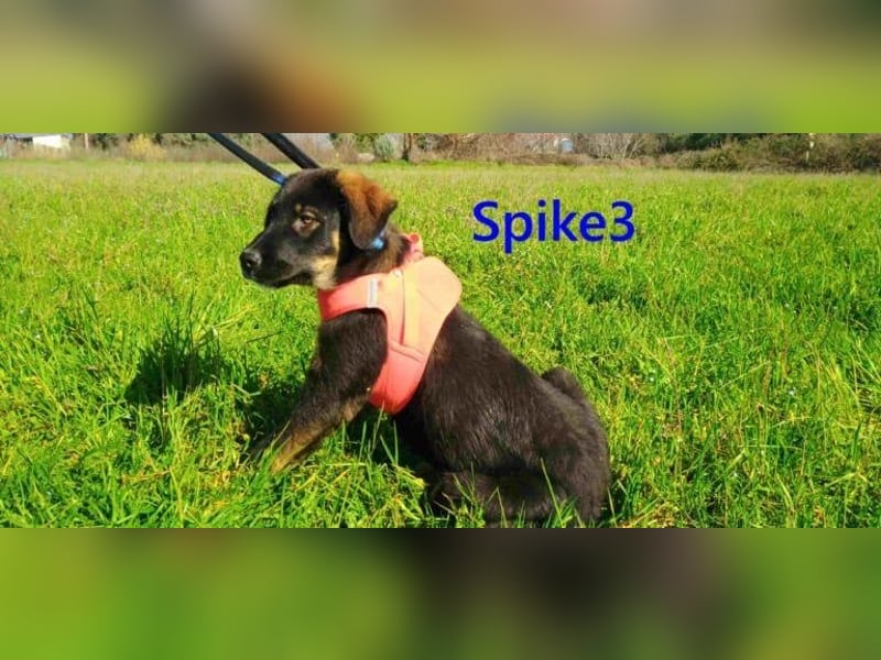 Spike3 geb. 11/2025 (GRC) - geselliges Hundebaby möchte in ein schönes Leben starten!