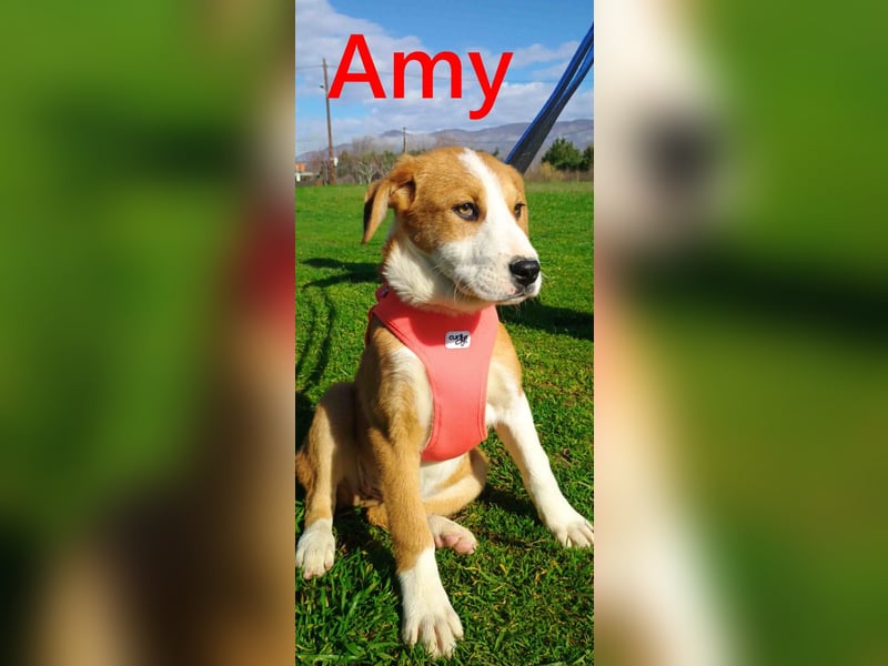 Amy geb. 11/2025 (GRC) - soziale + glückliche Maus sucht ihre eigene Familie!