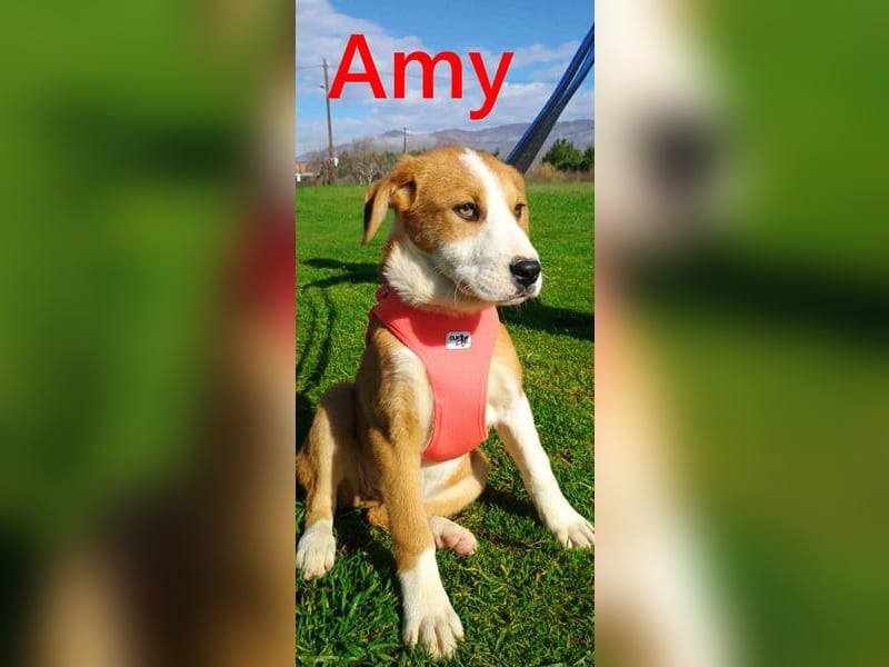 Amy geb. 11/2025 (GRC) - soziale + glückliche Maus sucht ihre eigene Familie!