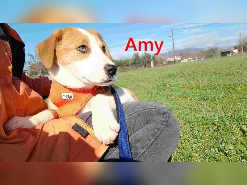 Amy geb. 11/2025 (GRC) - soziale + glückliche Maus sucht ihre eigene Familie!