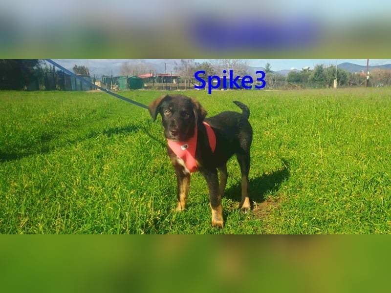 Spike3 geb. 11/2025 (GRC) - geselliges Hundebaby möchte in ein schönes Leben starten!