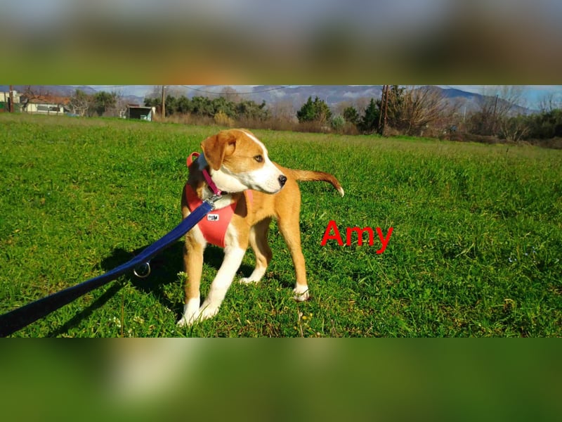 Amy geb. 11/2025 (GRC) - soziale + glückliche Maus sucht ihre eigene Familie!