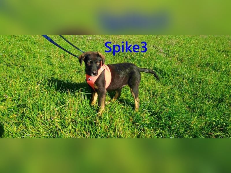 Spike3 geb. 11/2025 (GRC) - geselliges Hundebaby möchte in ein schönes Leben starten!