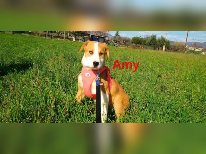 Amy geb. 11/2025 (GRC) - soziale + glückliche Maus sucht ihre eigene Familie!