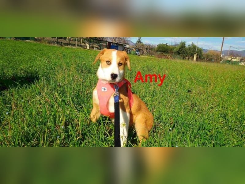 Amy geb. 11/2025 (GRC) - soziale + glückliche Maus sucht ihre eigene Familie!