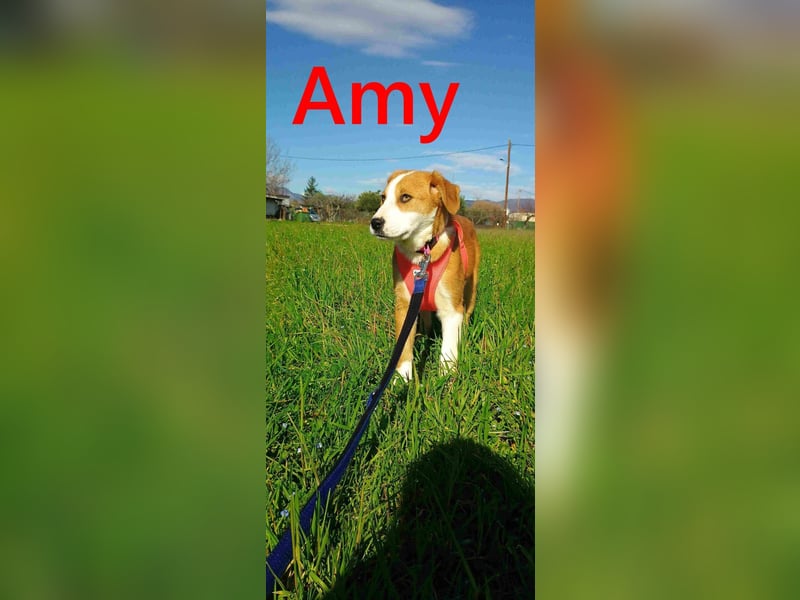 Amy geb. 11/2025 (GRC) - soziale + glückliche Maus sucht ihre eigene Familie!