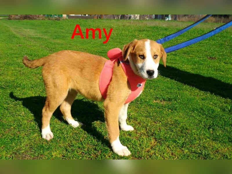 Amy geb. 11/2025 (GRC) - soziale + glückliche Maus sucht ihre eigene Familie!