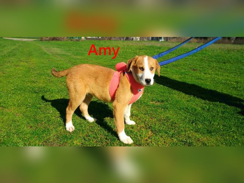 Amy geb. 11/2025 (GRC) - soziale + glückliche Maus sucht ihre eigene Familie!