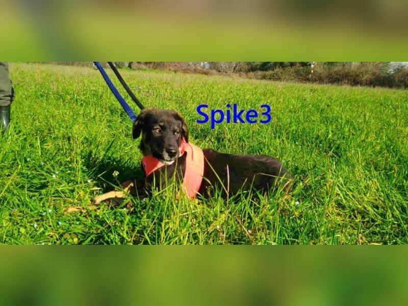 Spike3 geb. 11/2025 (GRC) - geselliges Hundebaby möchte in ein schönes Leben starten!