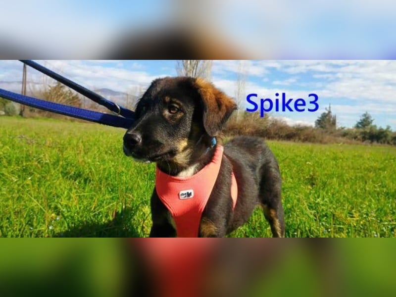 Spike3 geb. 11/2025 (GRC) - geselliges Hundebaby möchte in ein schönes Leben starten!