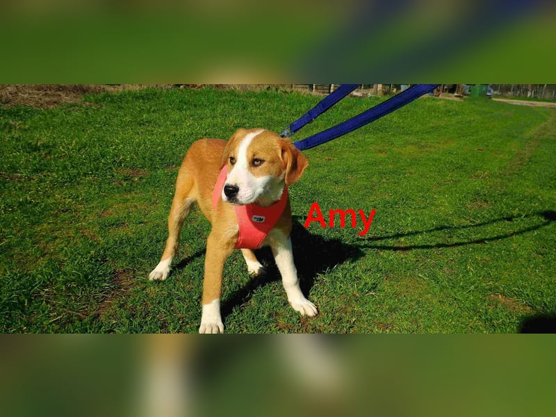 Amy geb. 11/2025 (GRC) - soziale + glückliche Maus sucht ihre eigene Familie!