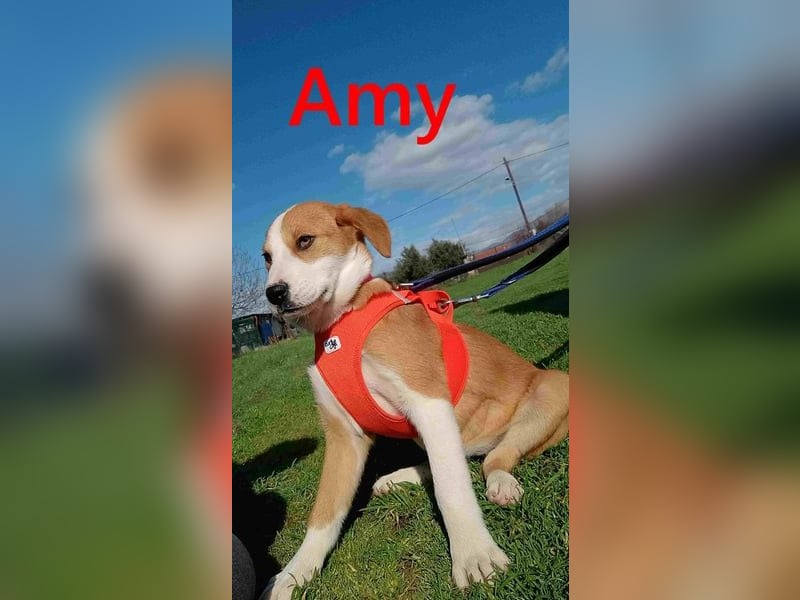 Amy geb. 11/2025 (GRC) - soziale + glückliche Maus sucht ihre eigene Familie!