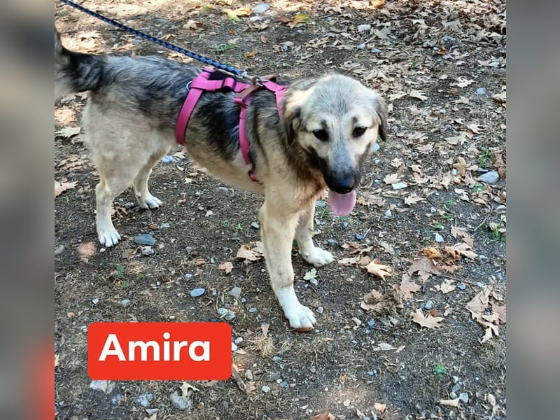 Amira - Herdenschutz-Mix