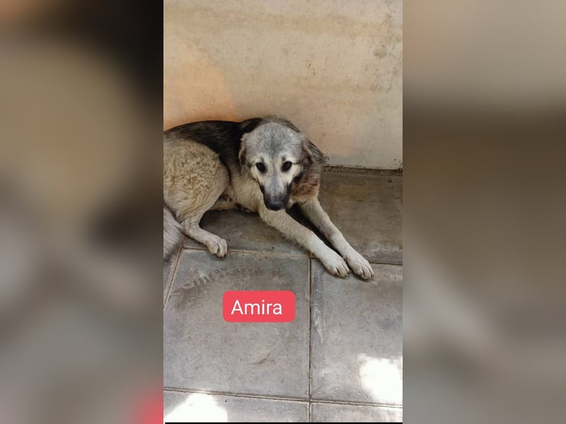 Amira - Herdenschutz-Mix