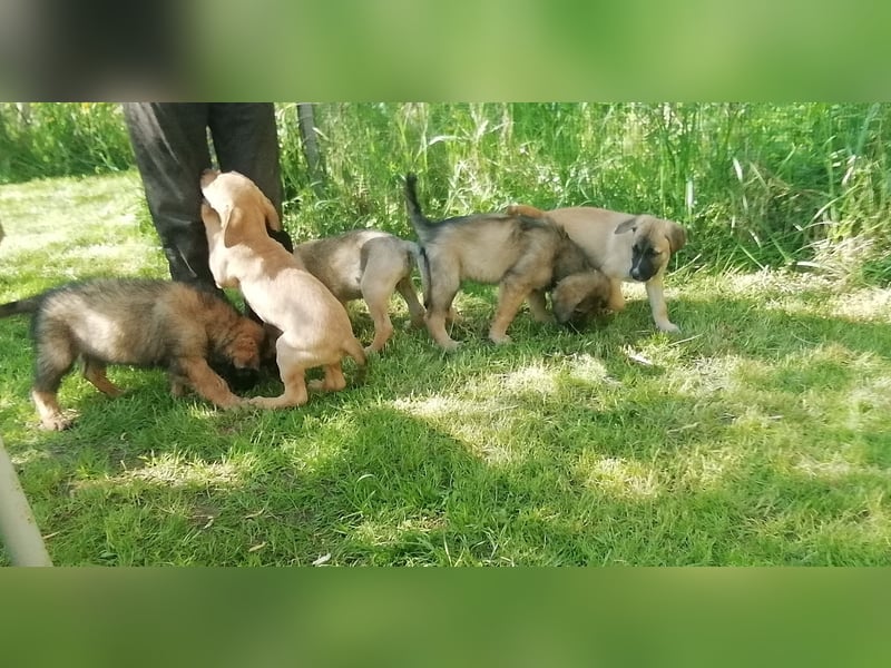 Rhodesian Ridgeback Mischlingswelpen zu verkaufen