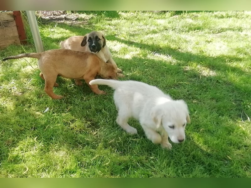 Rhodesian Ridgeback Mischlingswelpen zu verkaufen