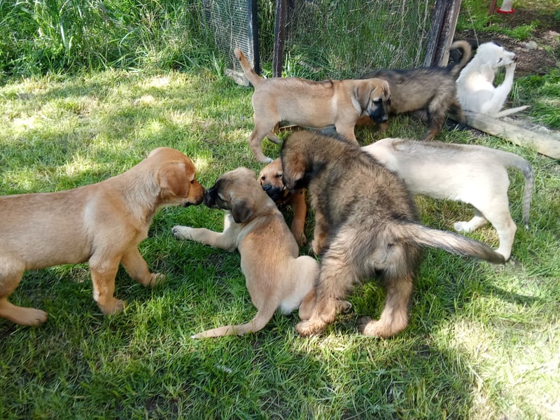 Rhodesian Ridgeback Mischlingswelpen zu verkaufen