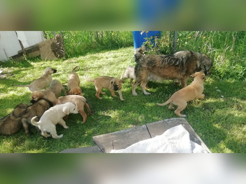 Rhodesian Ridgeback Mischlingswelpen zu verkaufen