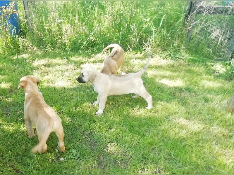 Rhodesian Ridgeback Mischlingswelpen zu verkaufen