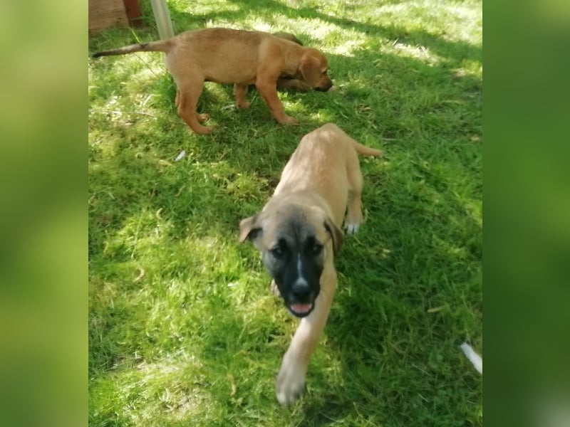Rhodesian Ridgeback Mischlingswelpen zu verkaufen