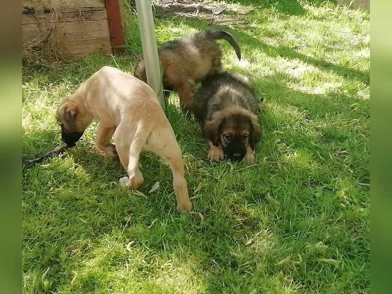 Rhodesian Ridgeback Mischlingswelpen zu verkaufen