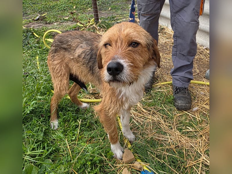 Hund Rüde Rauhaar Bracke Kastriert