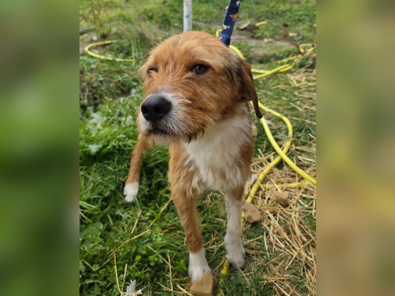 Hund Rüde Rauhaar Bracke Kastriert