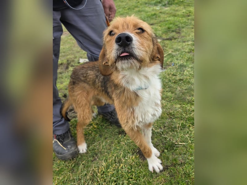 Hund Rüde Rauhaar Bracke Kastriert