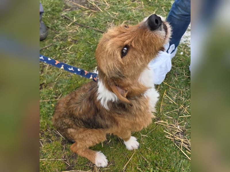 Hund Rüde Rauhaar Bracke Kastriert