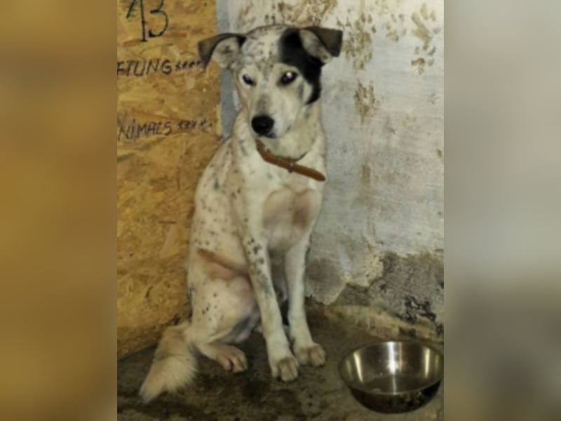 Pixel sucht ein neues Zuhause 