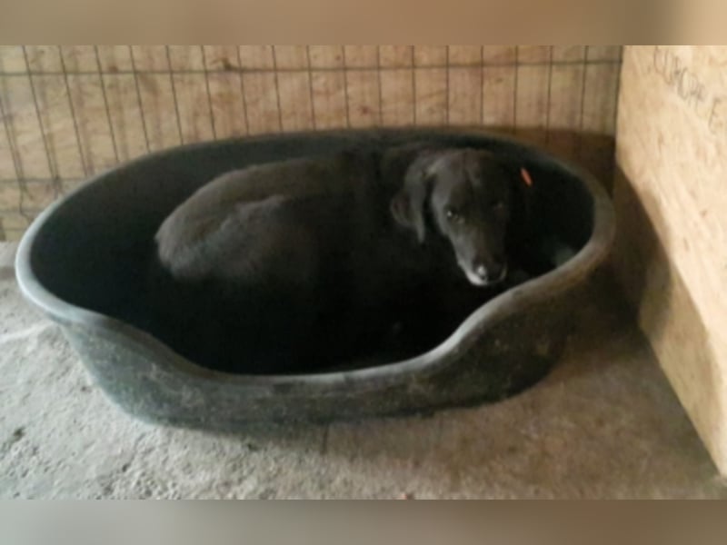 Simba sucht ein neues Zuhause