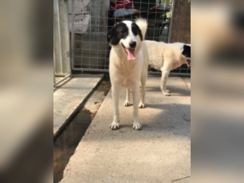 Silija sucht ein neues Zuhause 