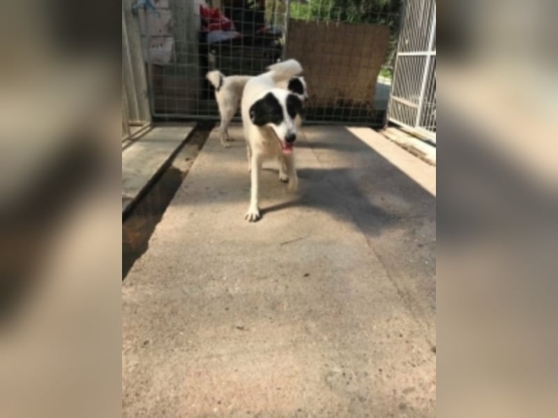 Silija sucht ein neues Zuhause 